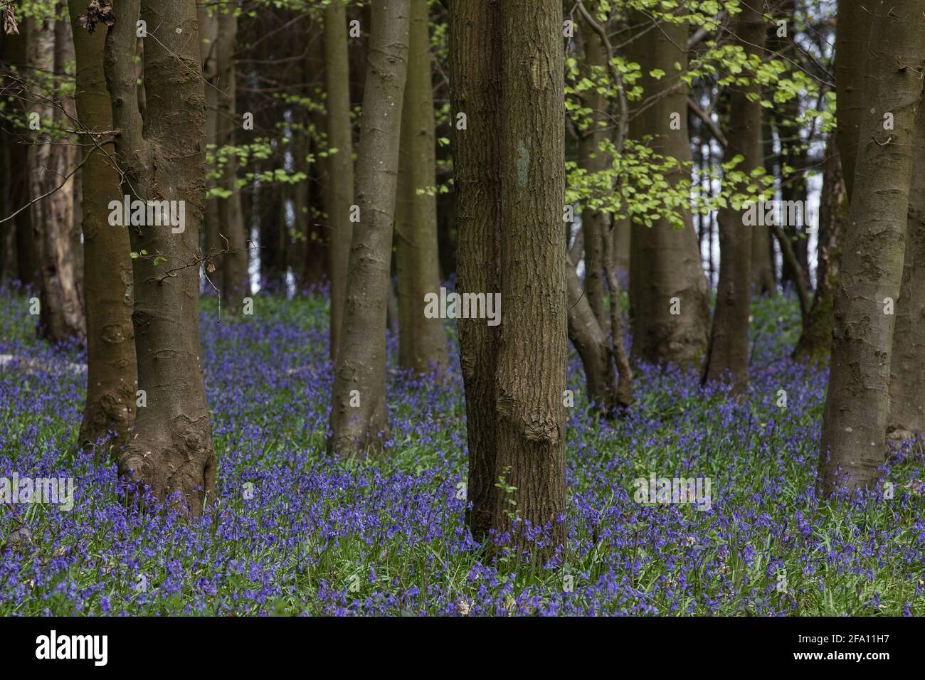 Wildlife and countryside act of 1981 hires stock photography and