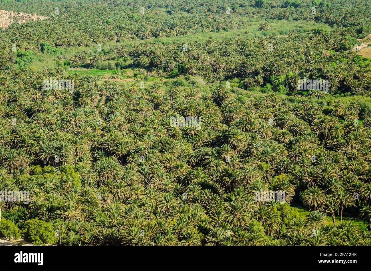 Green palm valley by river Ziz in Morocco in April 2015 Stock Photo