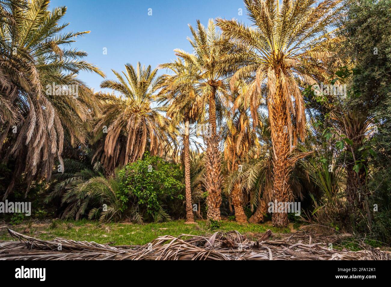 Palm trees in valley of river Ziz in sunset Stock Photo