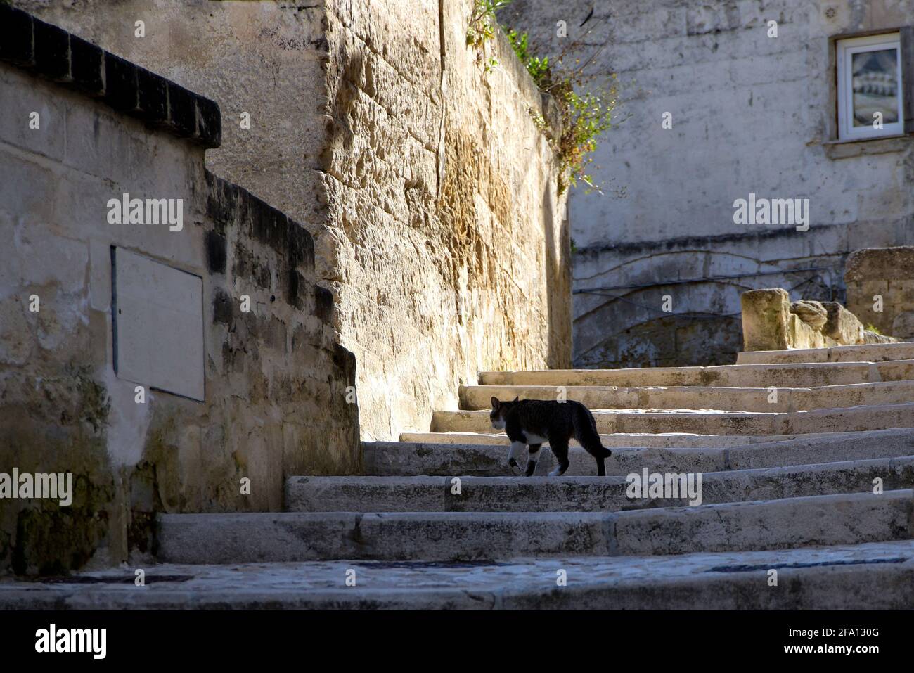 Matera, Italy. 21st Apr, 2021. A cat walks undisturbed through the alleys of the ancient part of the city of Matera, known as the City of Stones.The city was the European Capital of Culture in 2019 and lost all its tourist flow due to the coronavirus pandemic. (Photo by Vincenzo Nuzzolese/SOPA Images/Sipa USA) Credit: Sipa USA/Alamy Live News Stock Photo