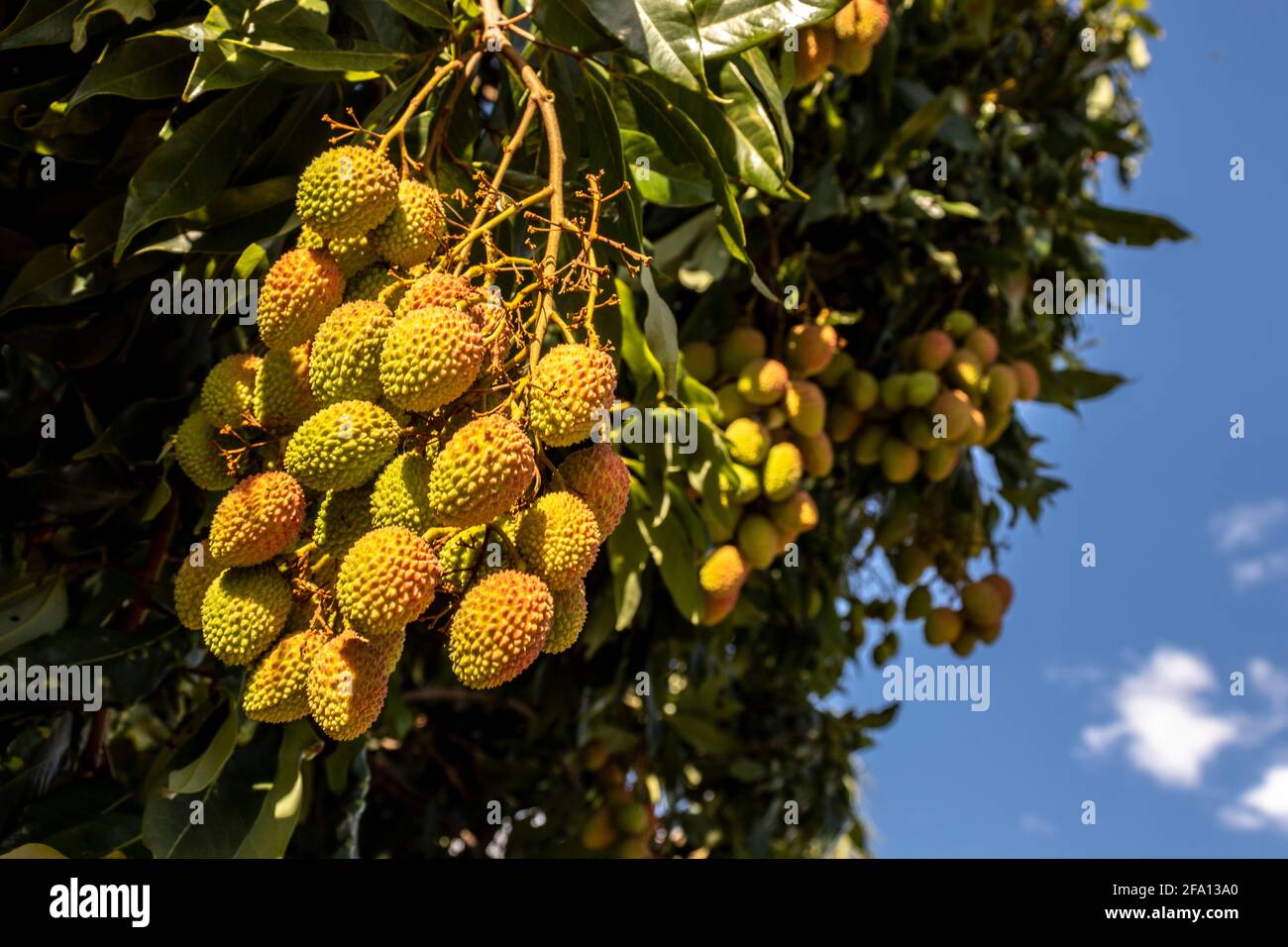 Unripe green lychee hanging from a lychee tree. Fresh green lychee fruits grow on tree in Brazil Stock Photo
