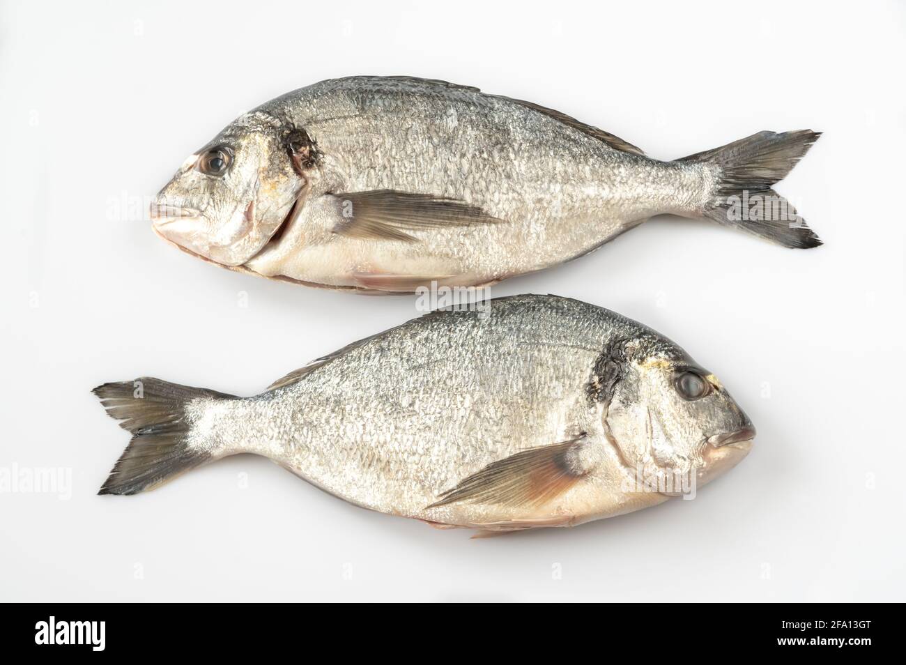 Fresh dorada fish on the white background Stock Photo
