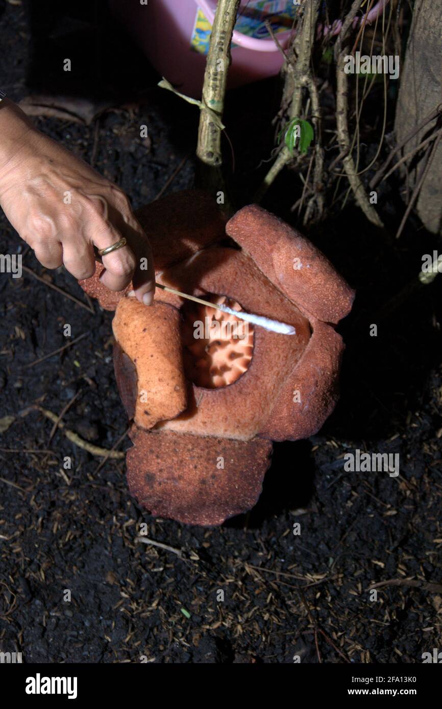 A researcher taking a tissue sample of a Rafflesia patma that blooms at Bogor Botanical Garden in Bogor, West Java, Indonesia. Stock Photo