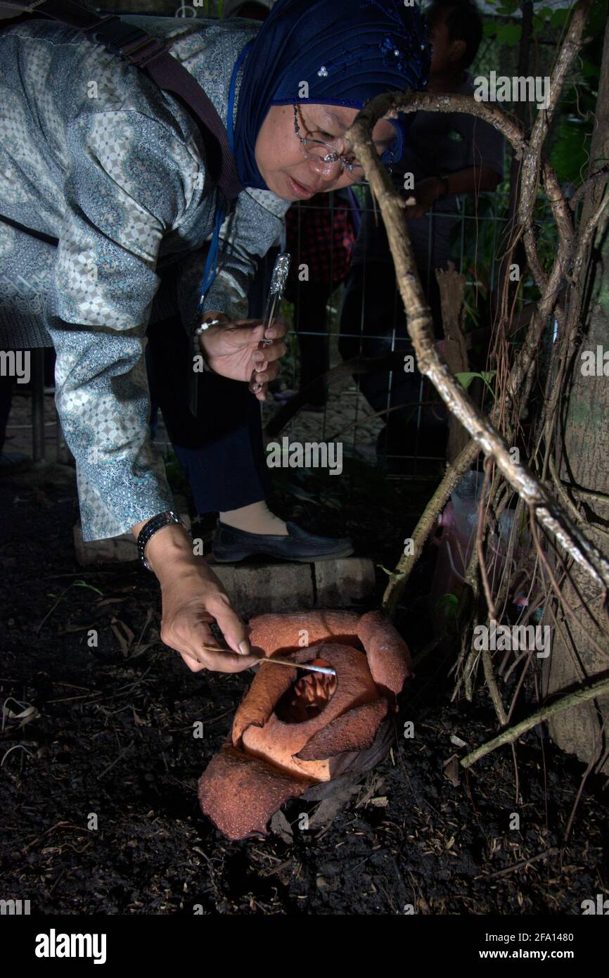 Sri Hartie Rahayu--researcher with Research Center for Biology at Indonesian Institute of Science (LIPI)--taking a tissue sample of a Rafflesia patma. Stock Photo