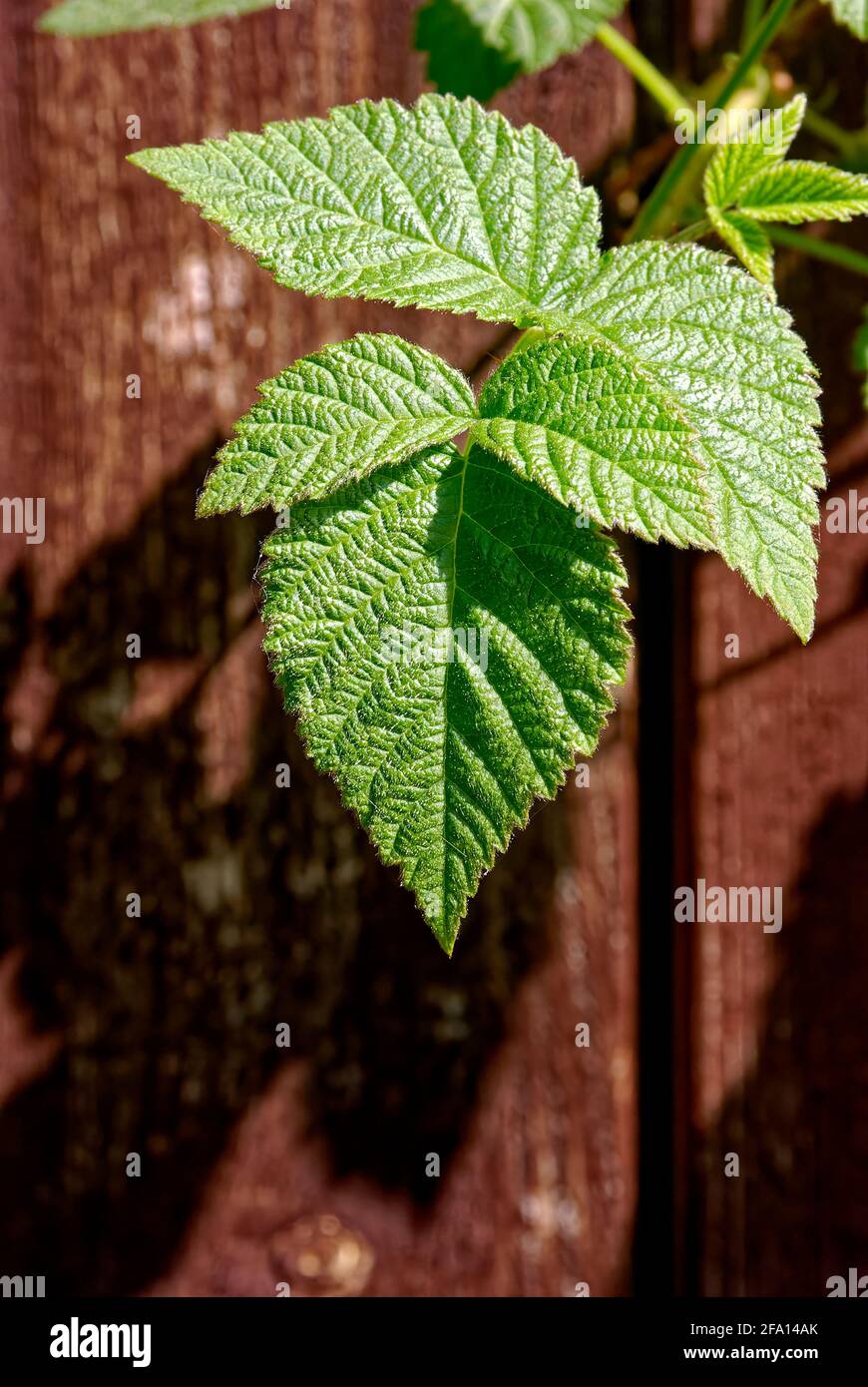 Tayberry leaves – closeup in the sun. Stock Photo