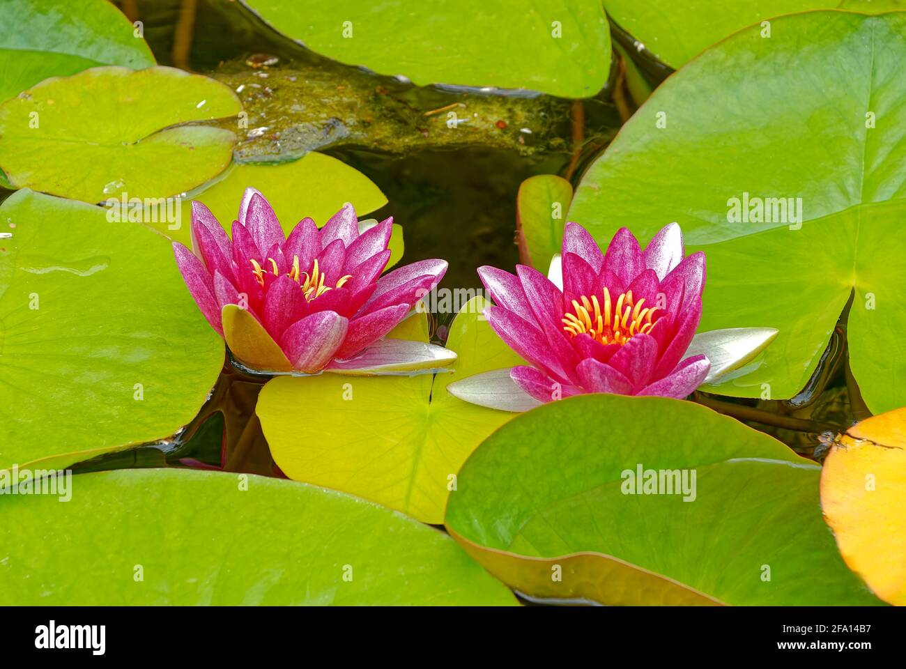 Two water lilies - Nymphaea Attraction. Flowers on the water. Stock Photo