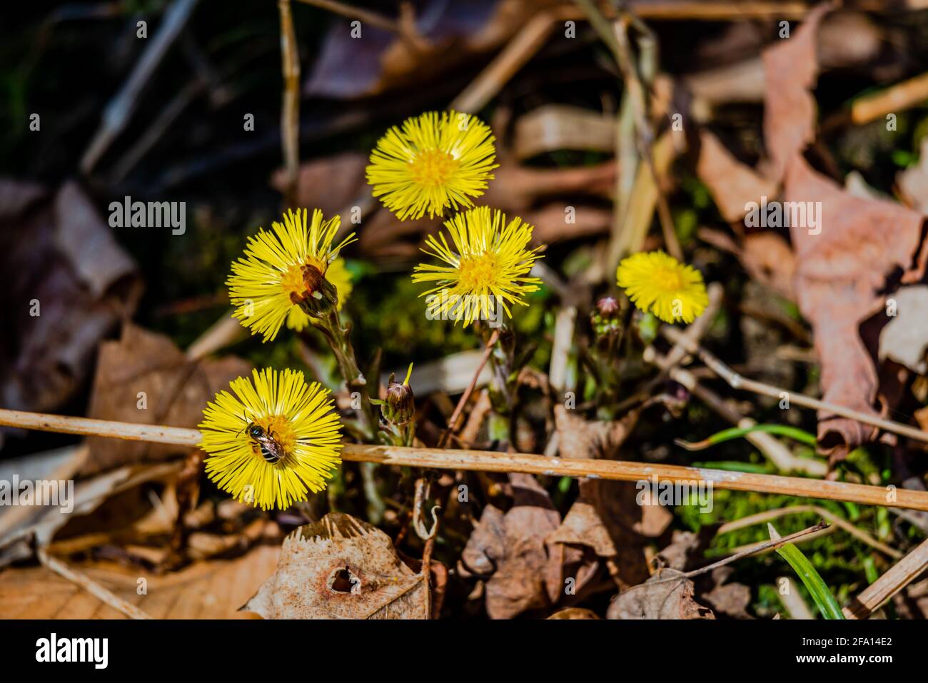 Group of blooming Coltsfoot flowers. First blooming wild spring yellow flowers Stock Photo