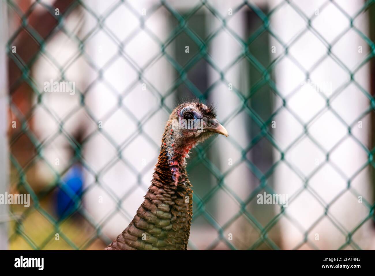 Wild turkey walking in the city Stock Photo