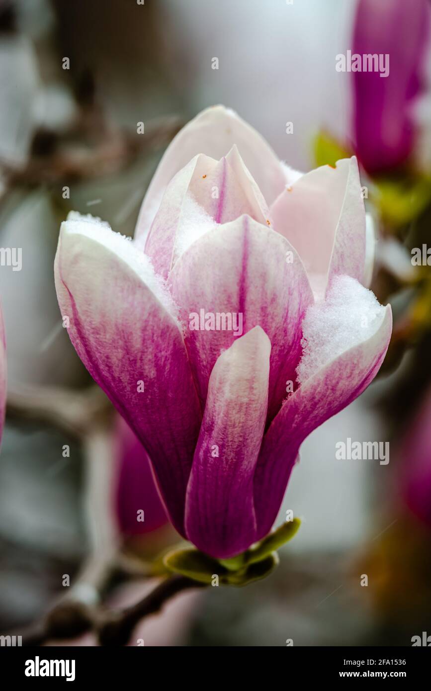 Magnolia flowers covered with the snow Stock Photo - Alamy