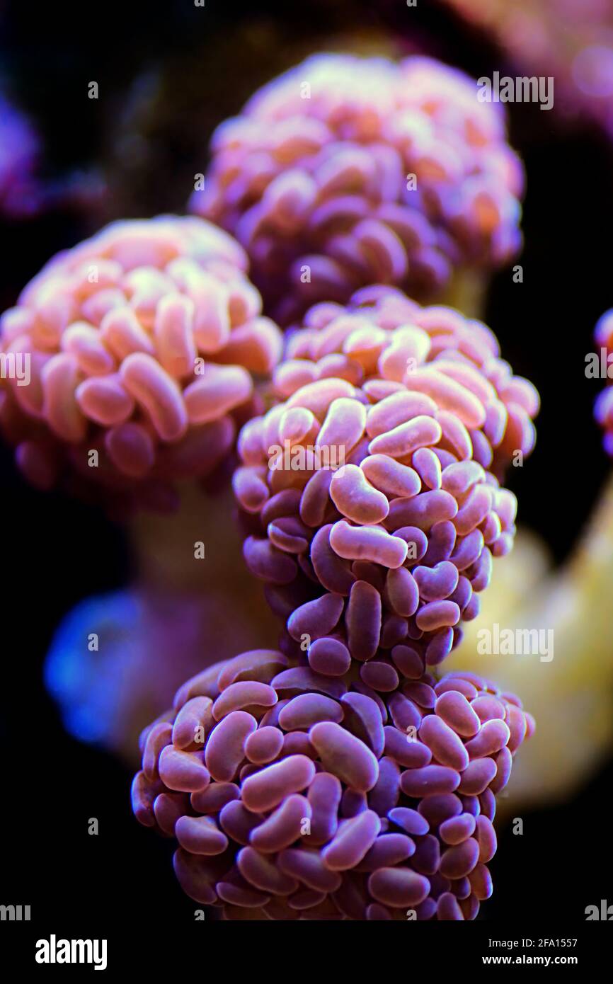 Golden Euphyllia Cristata rare coral in reef aquarium tank Stock Photo