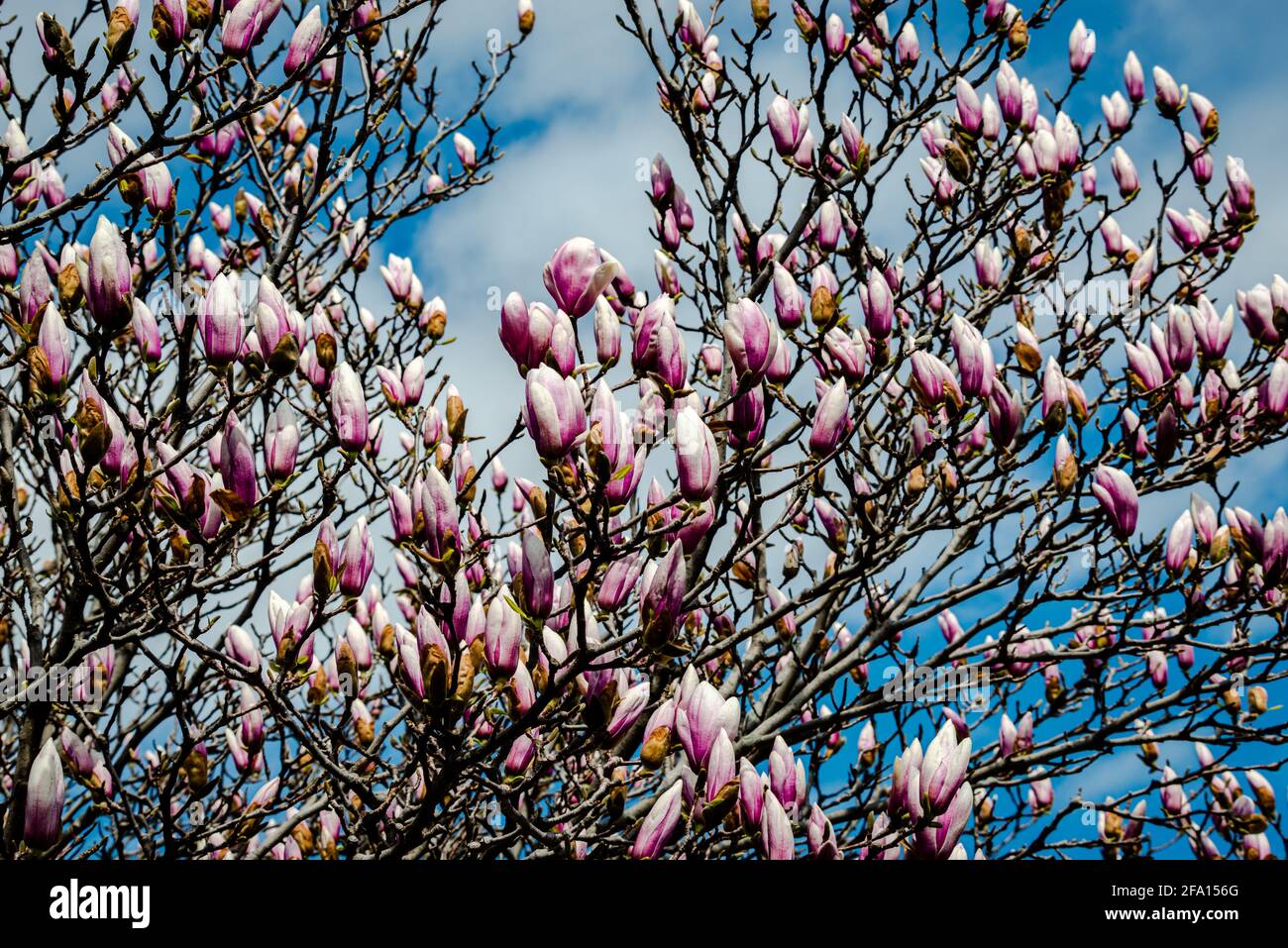 Magnolia flowers in the blue sky background Stock Photo - Alamy