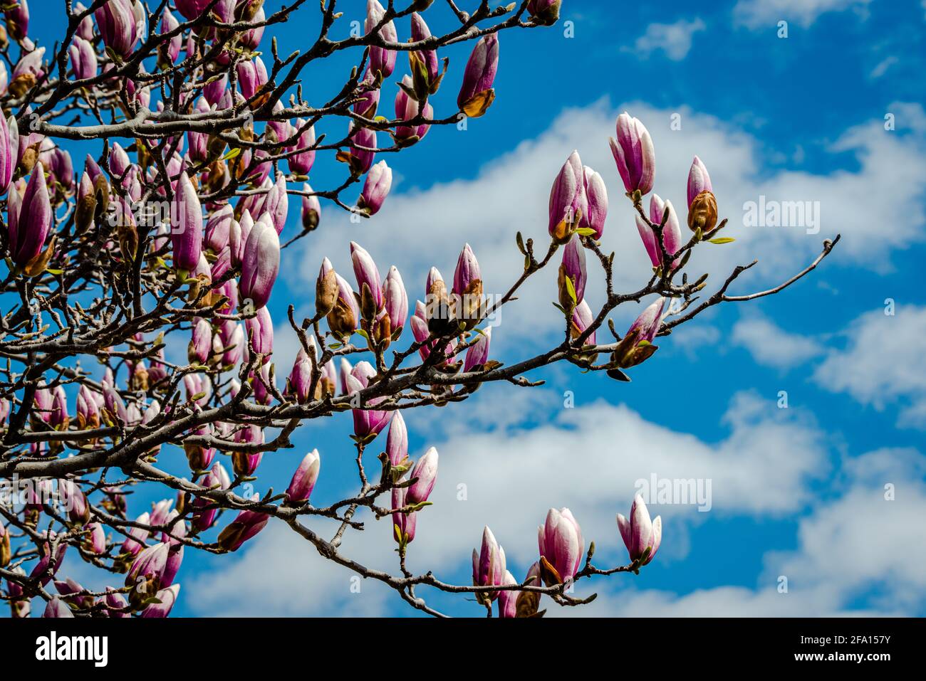 Magnolia flowers in the blue sky background Stock Photo - Alamy