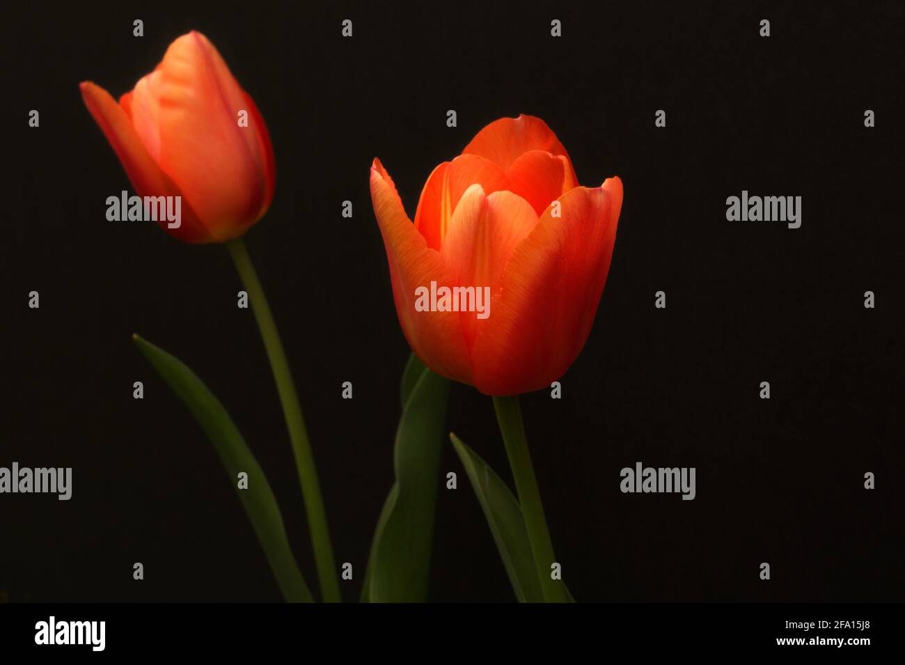 Tulips highlighted against a dark background. Stock Photo