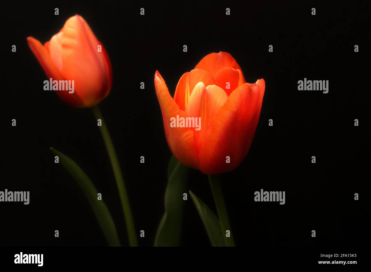 Tulips highlighted against a dark background. Stock Photo