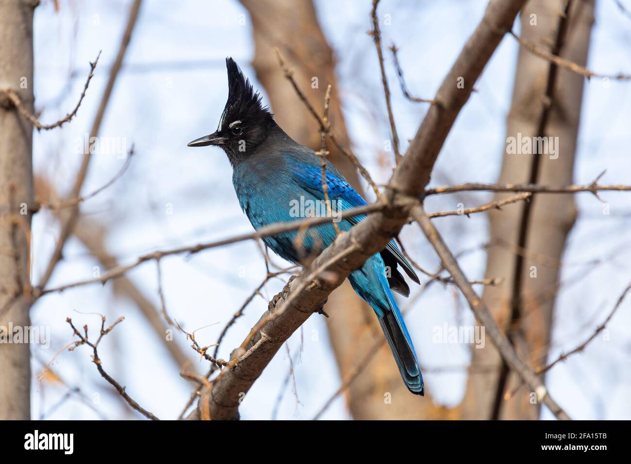 Steller's Jay (Cyanocitta stelleri) perched in a tree in the West Fork of Oak Creek Canyon, Arizona Stock Photo