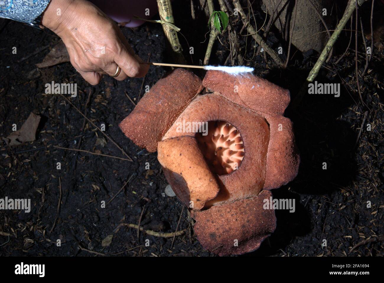 A researcher taking a tissue sample of a Rafflesia patma that blooms at Bogor Botanical Garden in Bogor, West Java, Indonesia. Stock Photo