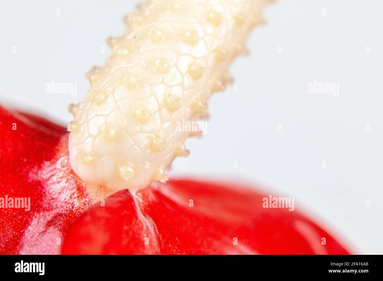 Macro of the spadix of an anthurium flower Stock Photo