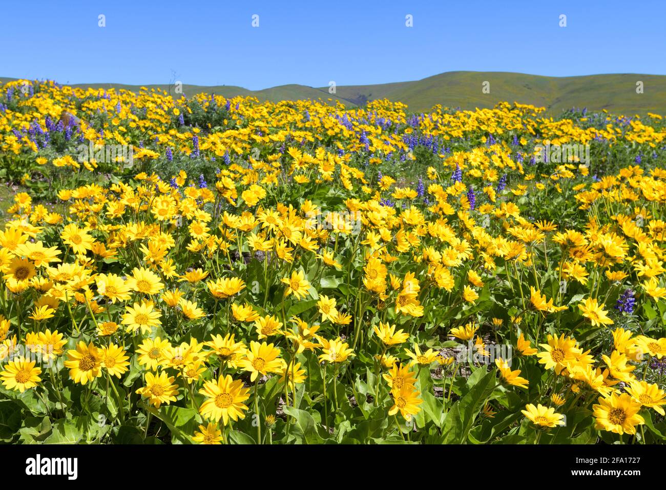 A spring hillside is glowing in yellow balsamroot and purple lupine