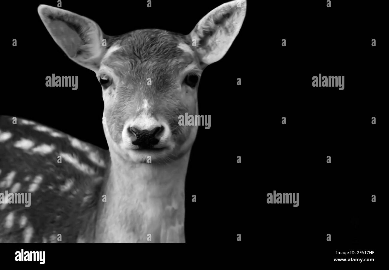 Cute Beautiful Deer Closeup Face In The Black Background Stock Photo