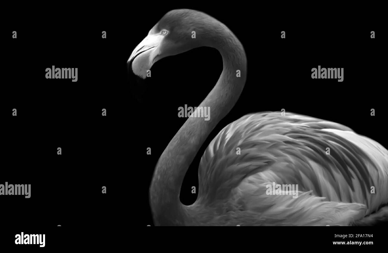 Black And White Long Neck Flamingo Bird On The Black Background Stock Photo