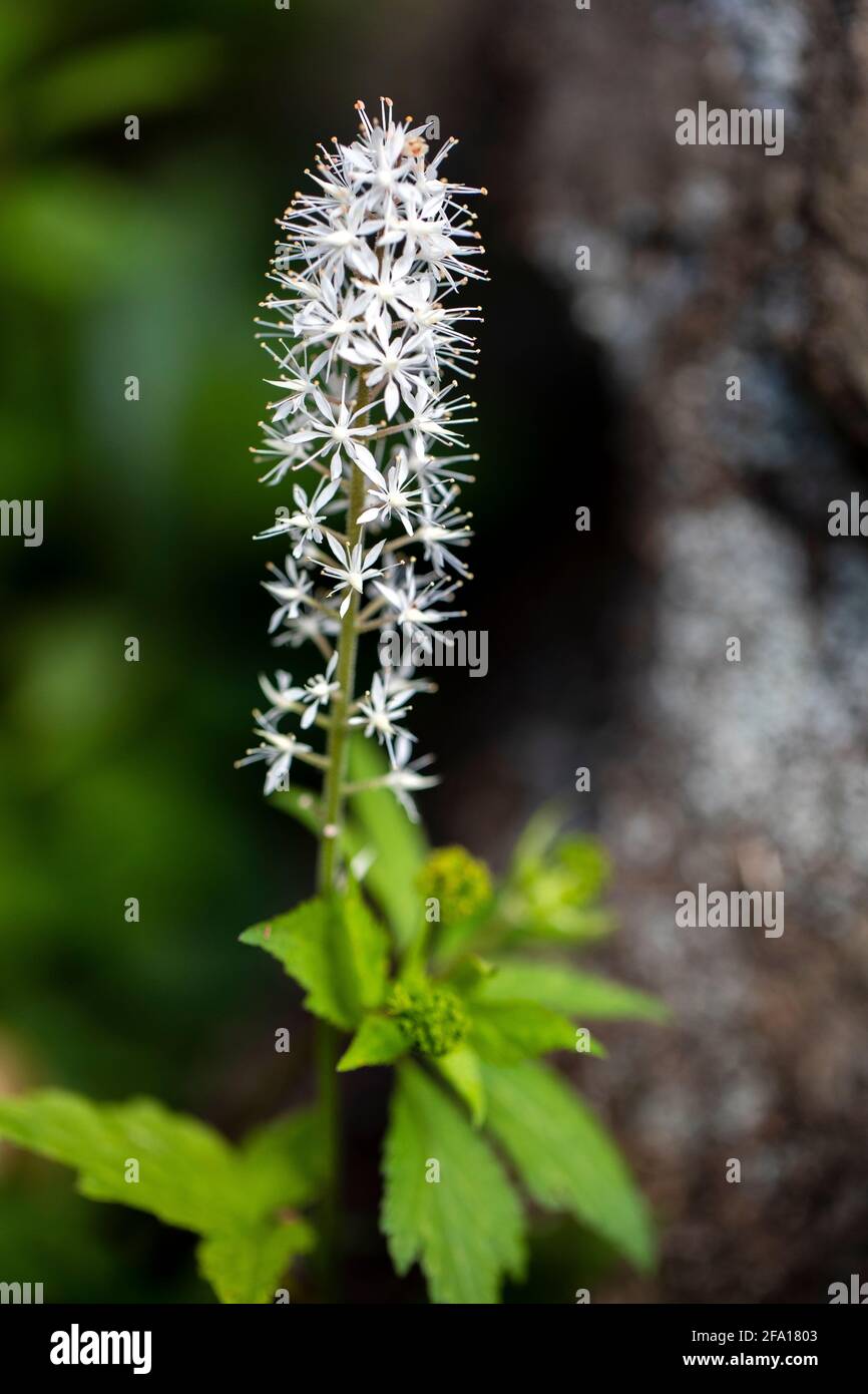 Foamflower (Tiarella cordifolia) Pisgah National Forest - Brevard, North Carolina, USA Stock Photo