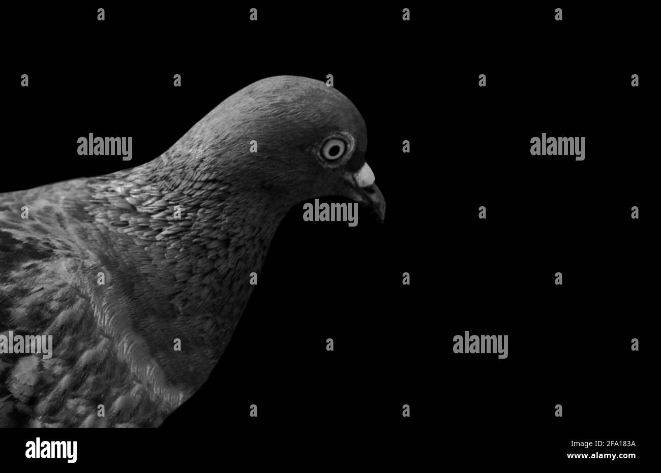 Beautiful Black And White Pigeon Face Stock Photo