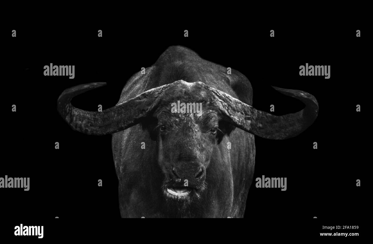 Black Buffalo Standing In The Black Background Stock Photo