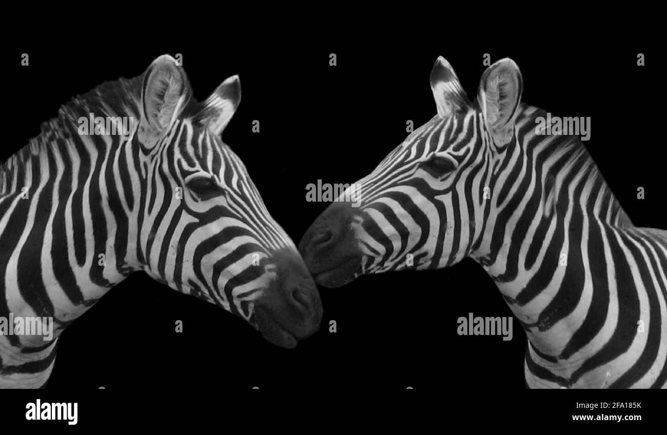 Two Cute Couple Zebras On The Black Background Stock Photo