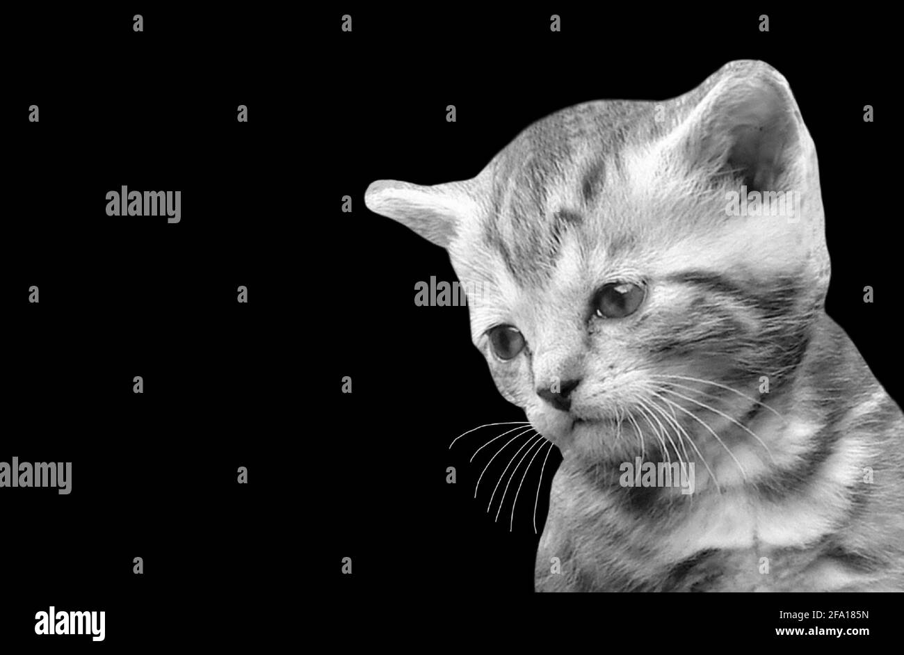 Cute Little Kitten Closeup Face In The Black Background Stock Photo
