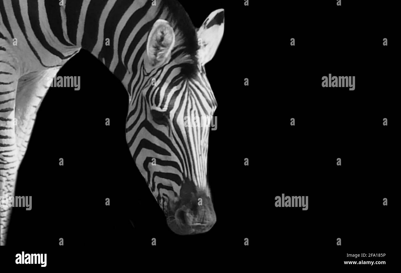 Sad Zebra Standing In the Black Background Stock Photo