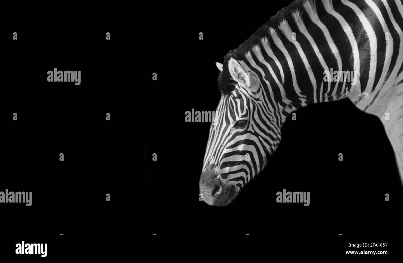 Black And White Zebra Closeup Face Stock Photo