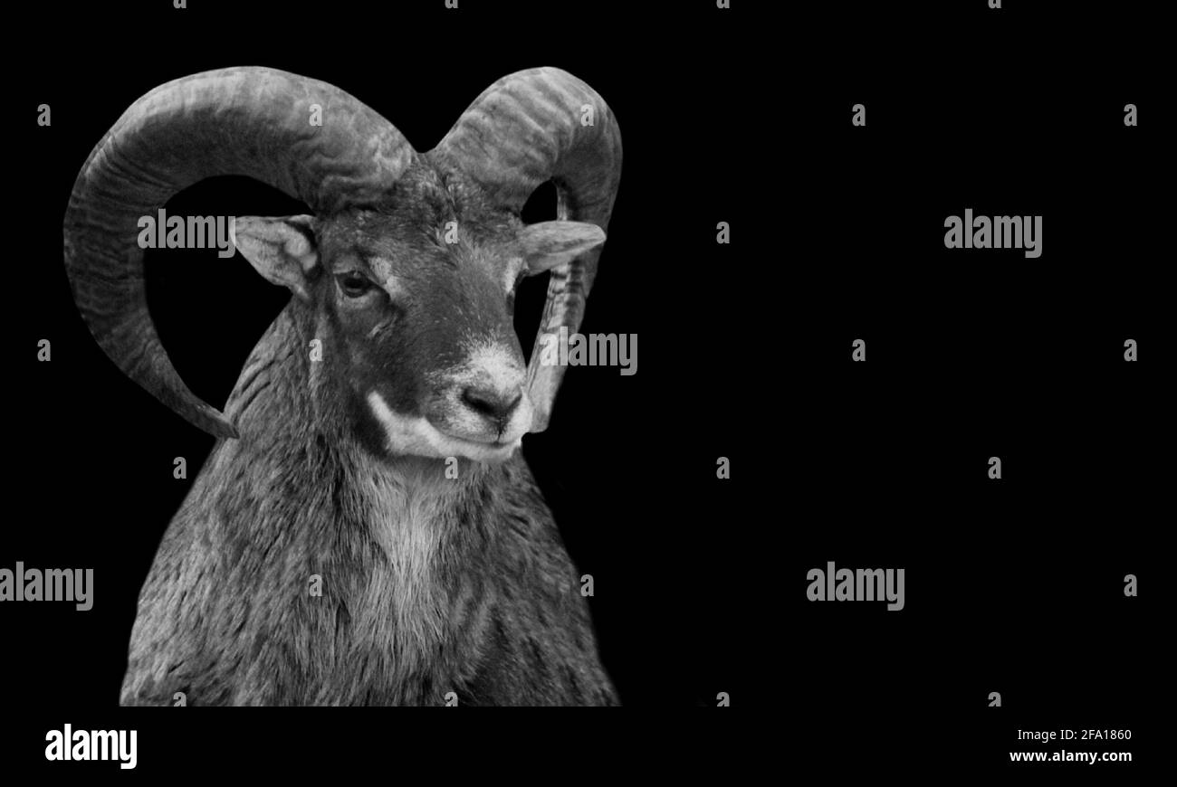 Bighorn Sheep Black And White Face In The Black Background Stock Photo