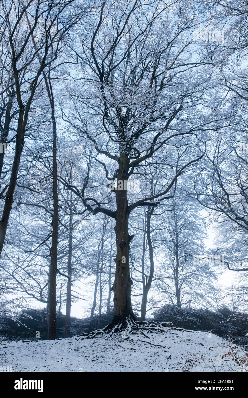 Early morning snow and mist in a cotswold woodland in the spring ...
