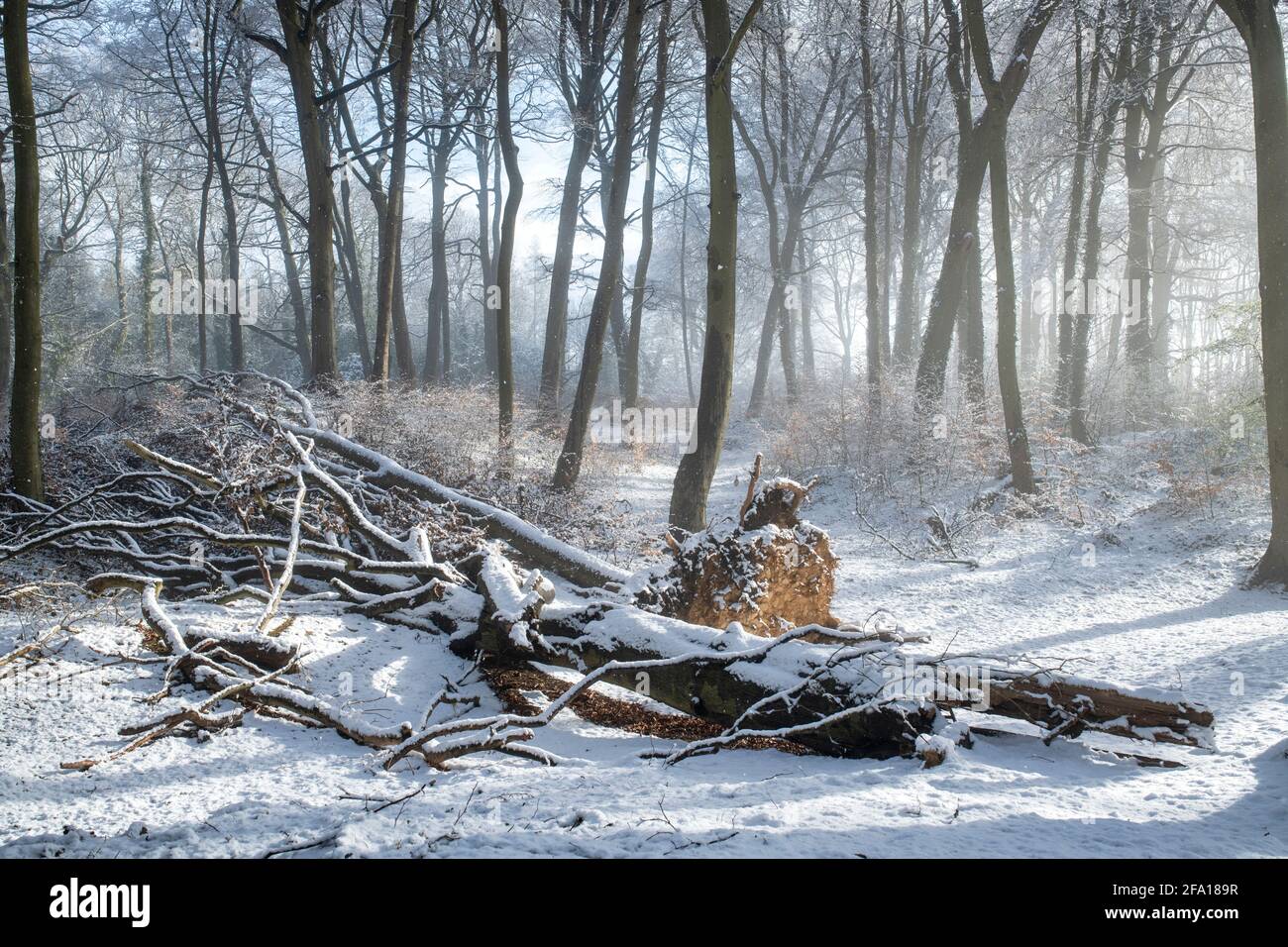 Early morning snow and mist in a cotswold woodland in the spring