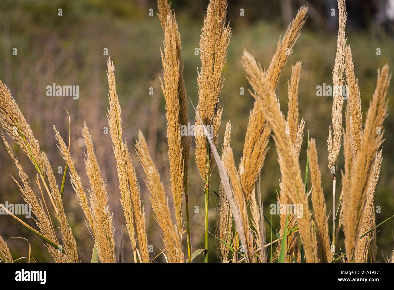 Wind Through Reeds Wind through reed hi-res stock photography and images - Alamy