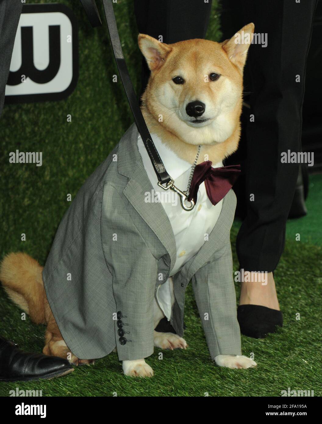 Dog Bodhi, David Fung, Yena Kim on the green carpet during the 2016 World Dog Awards, held at Barker Hanger in Santa Monica, California, Saturday, January 9, 2016.  Photo by Jennifer Graylock-Graylock.com 917-519-7666 Stock Photo