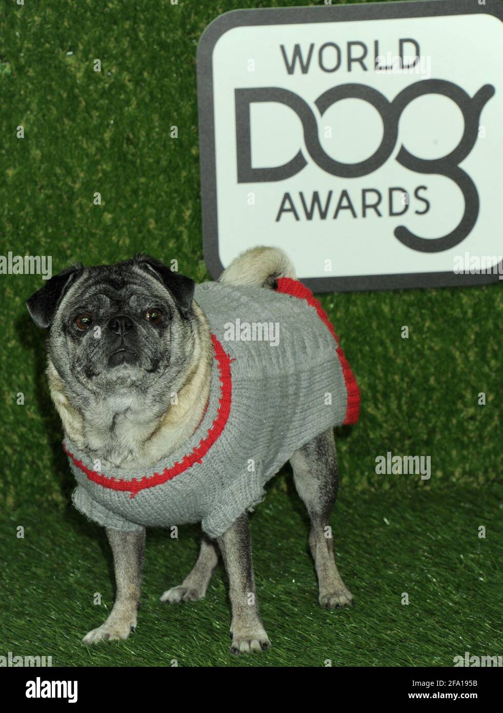 Dog Brandy on the green carpet during the 2016 World Dog Awards, held at Barker Hanger in Santa Monica, California, Saturday, January 9, 2016.  Photo by Jennifer Graylock-Graylock.com 917-519-7666 Stock Photo