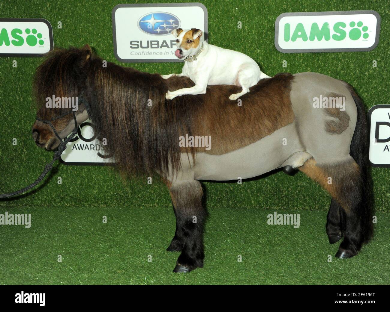 Dog Dolly, Pony Sparky on the green carpet during the 2016 World Dog Awards, held at Barker Hanger in Santa Monica, California, Saturday, January 9, 2016.  Photo by Jennifer Graylock-Graylock.com 917-519-7666 Stock Photo