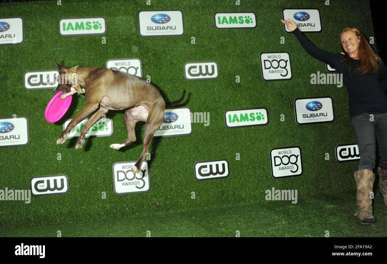 Dog Bootzilla on the green carpet during the 2016 World Dog Awards, held at Barker Hanger in Santa Monica, California, Saturday, January 9, 2016.  Photo by Jennifer Graylock-Graylock.com 917-519-7666 Stock Photo