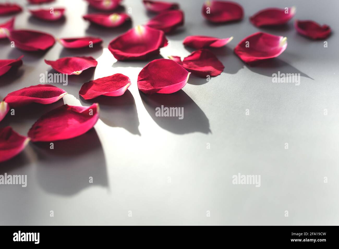 Petal border rose petals red hi-res stock photography and images - Alamy