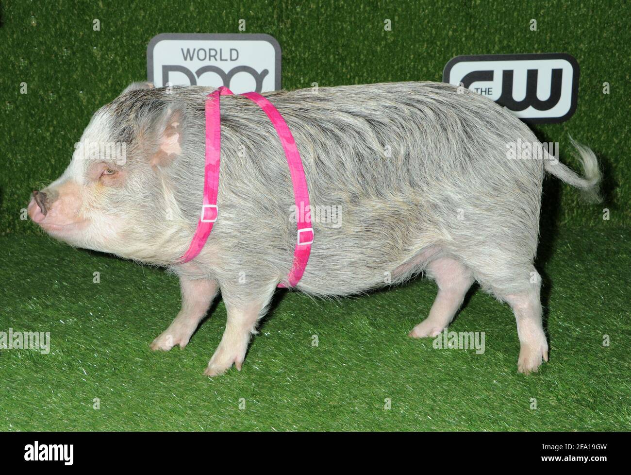 Amy Trotter the Pig on the green carpet during the 2016 World Dog Awards, held at Barker Hanger in Santa Monica, California, Saturday, January 9, 2016.  Photo by Jennifer Graylock-Graylock.com 917-519-7666 Stock Photo