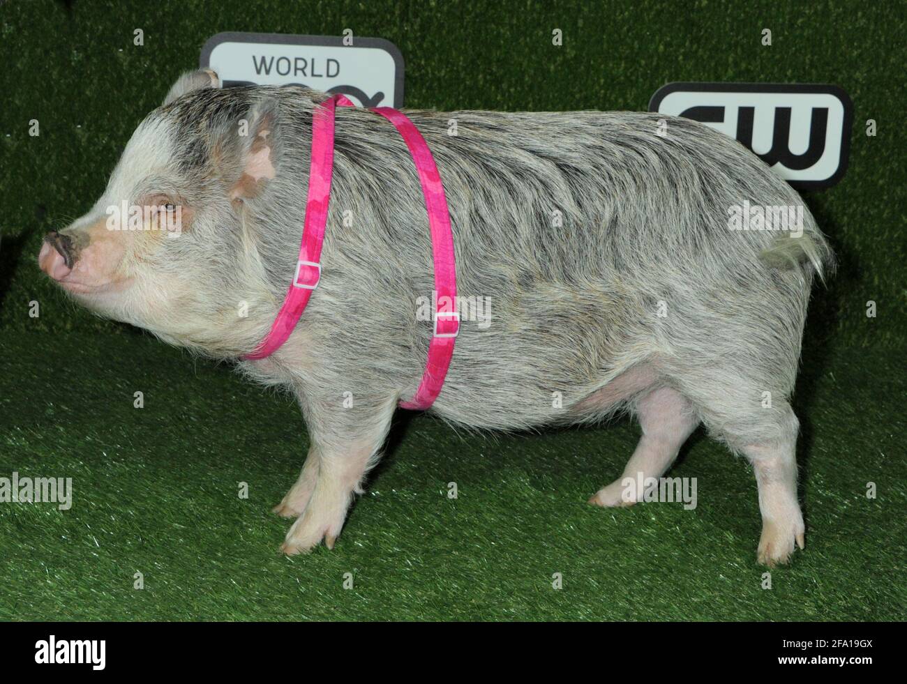 Amy Trotter the Pig on the green carpet during the 2016 World Dog Awards, held at Barker Hanger in Santa Monica, California, Saturday, January 9, 2016.  Photo by Jennifer Graylock-Graylock.com 917-519-7666 Stock Photo