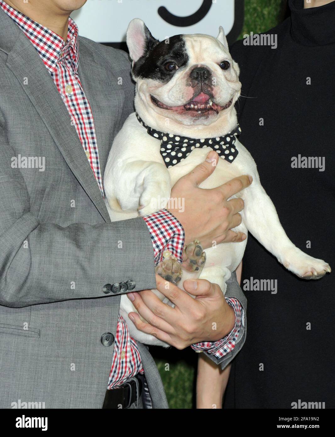 Manny the Frenchie on the green carpet during the 2016 World Dog Awards, held at Barker Hanger in Santa Monica, California, Saturday, January 9, 2016.  Photo by Jennifer Graylock-Graylock.com 917-519-7666 Stock Photo
