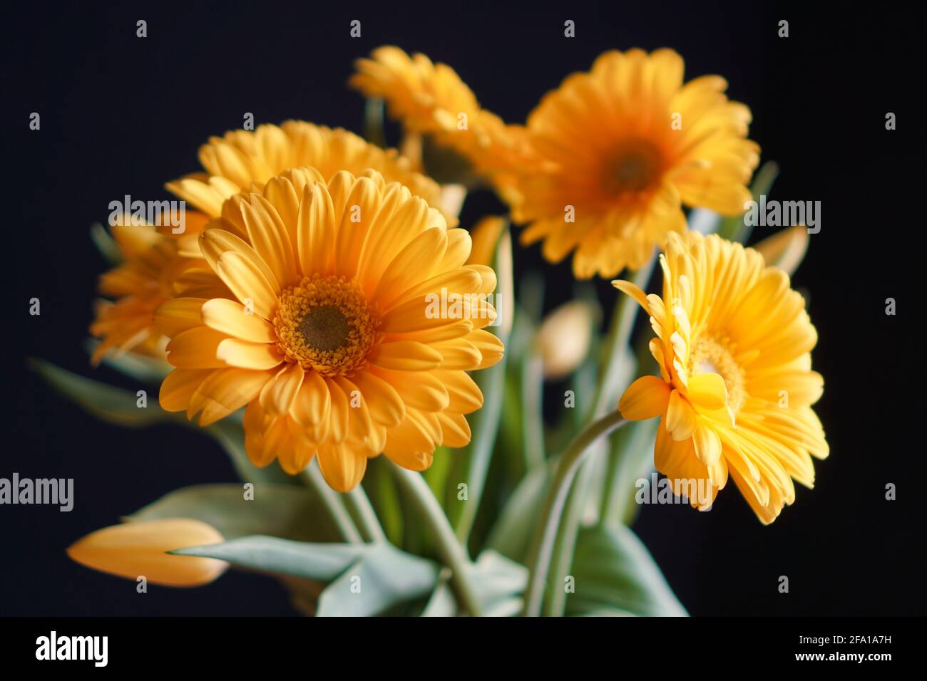Yellow Gerbera Daisies Stock Photo Alamy