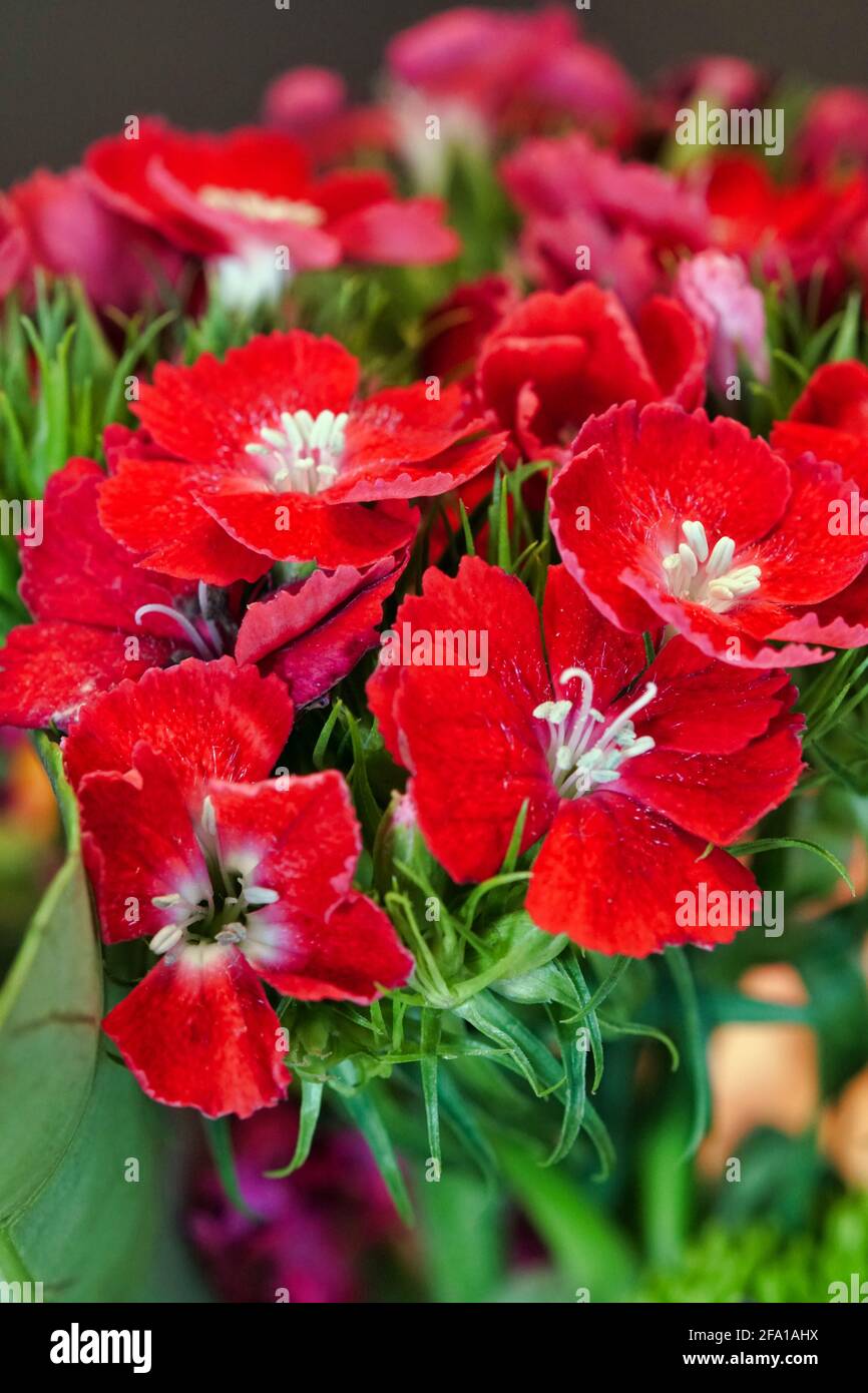 Red wildflowers hi-res stock photography and images - Alamy