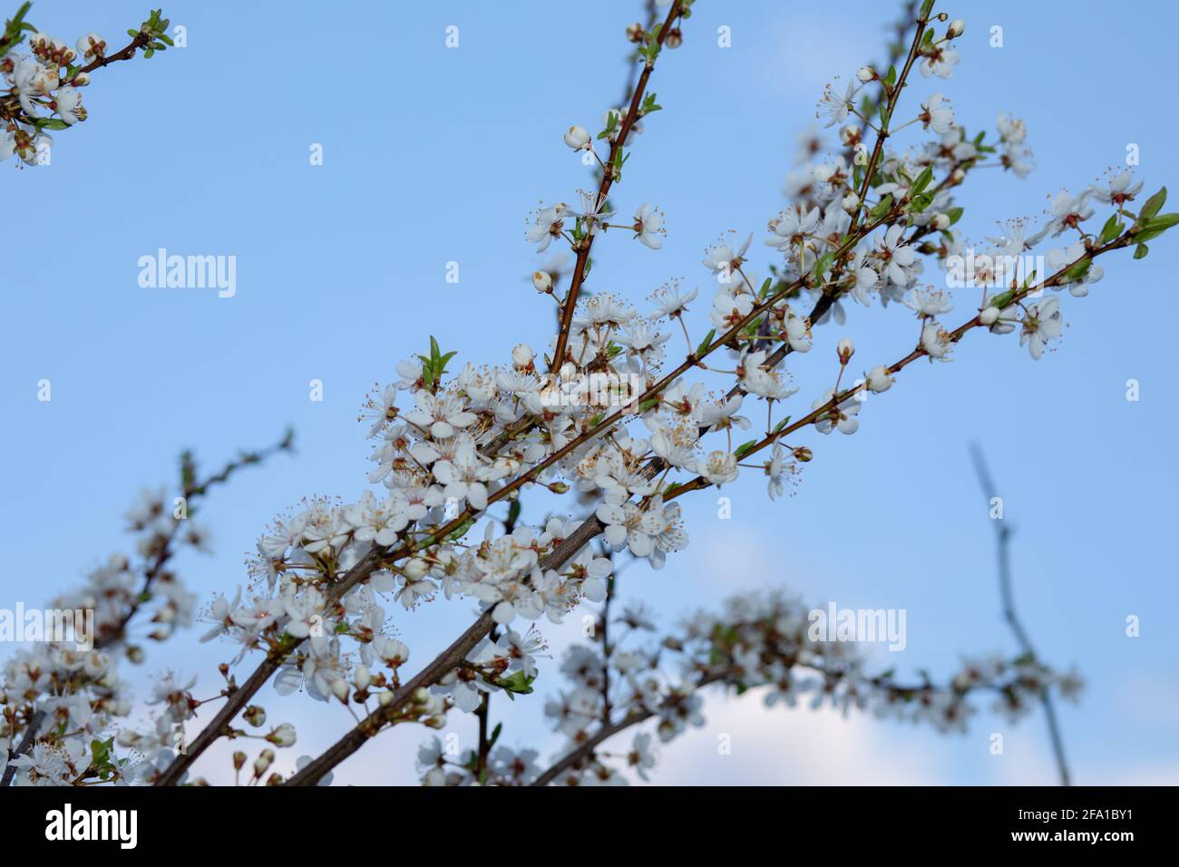 Blooming tree - white flowers of bird cherry Stock Photo - Alamy