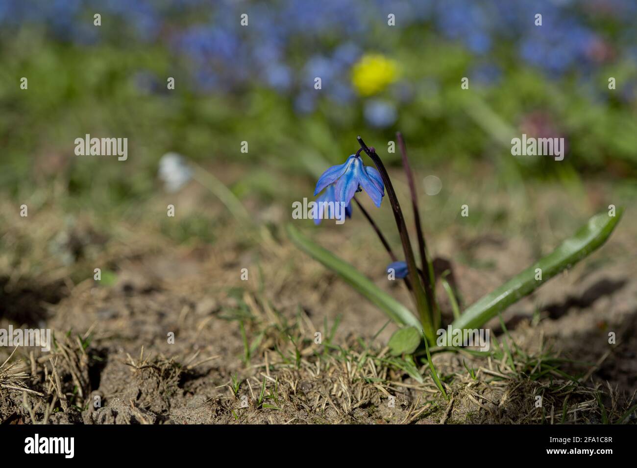 Spring flowers, blue snowdrops. A beautiful lawn. Scandinavian nature ...
