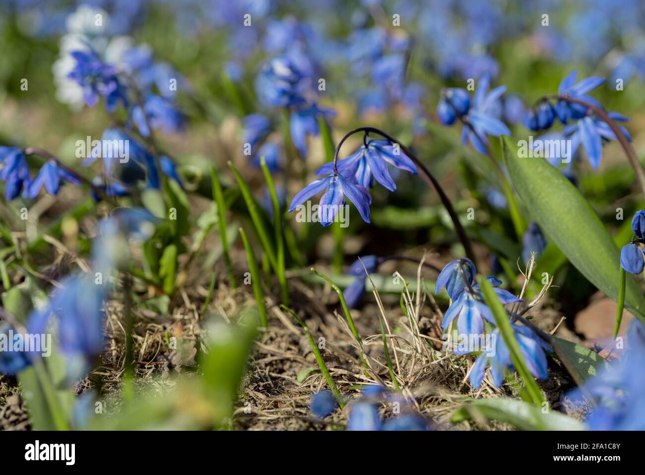 Spring flowers, blue snowdrops. A beautiful lawn. Scandinavian nature ...
