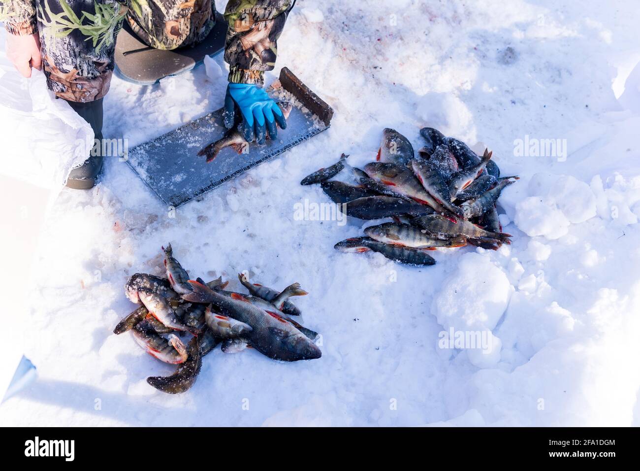 Biologist catches fish and measures its weight in winter Stock Photo