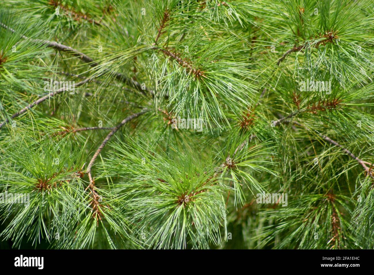 Eastern white pine close-up Stock Photo